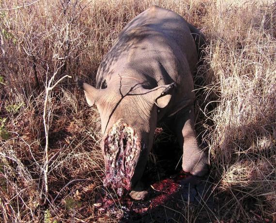 Rhino with face hacked off