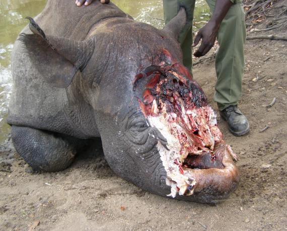 This rhino died a slow painful death