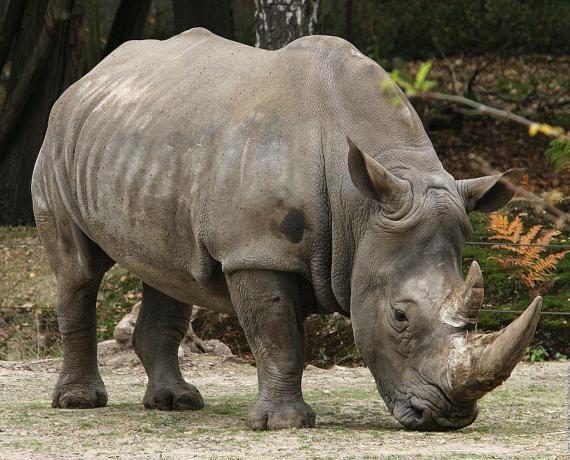 Eating Grass Rhino