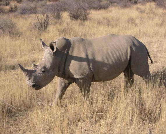 White rhino roaming in a game reserve