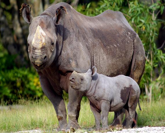 White rhino mother with baby