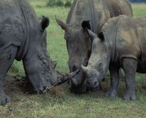 Rhino family having a nice meal together