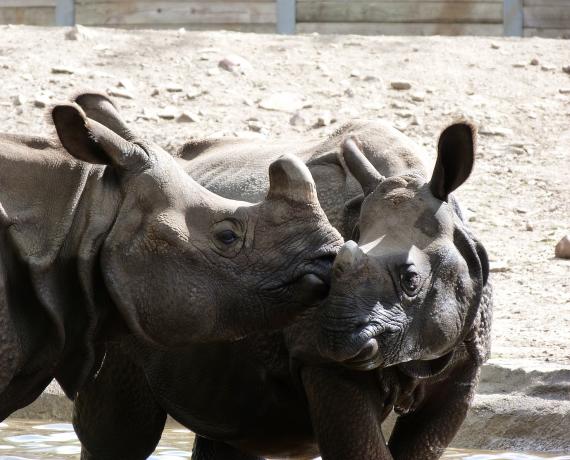 Rhino Love :)